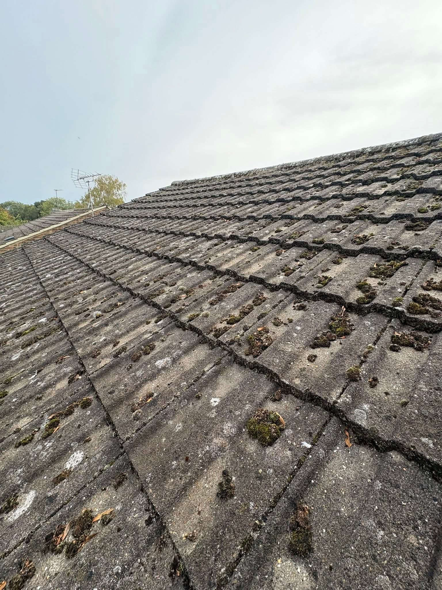 Dark algae staining on roof tiles